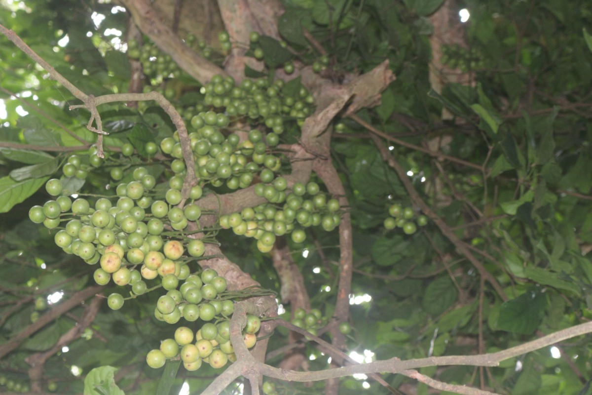 Baccaurea racemosa (Reinw.) Müll.Arg.